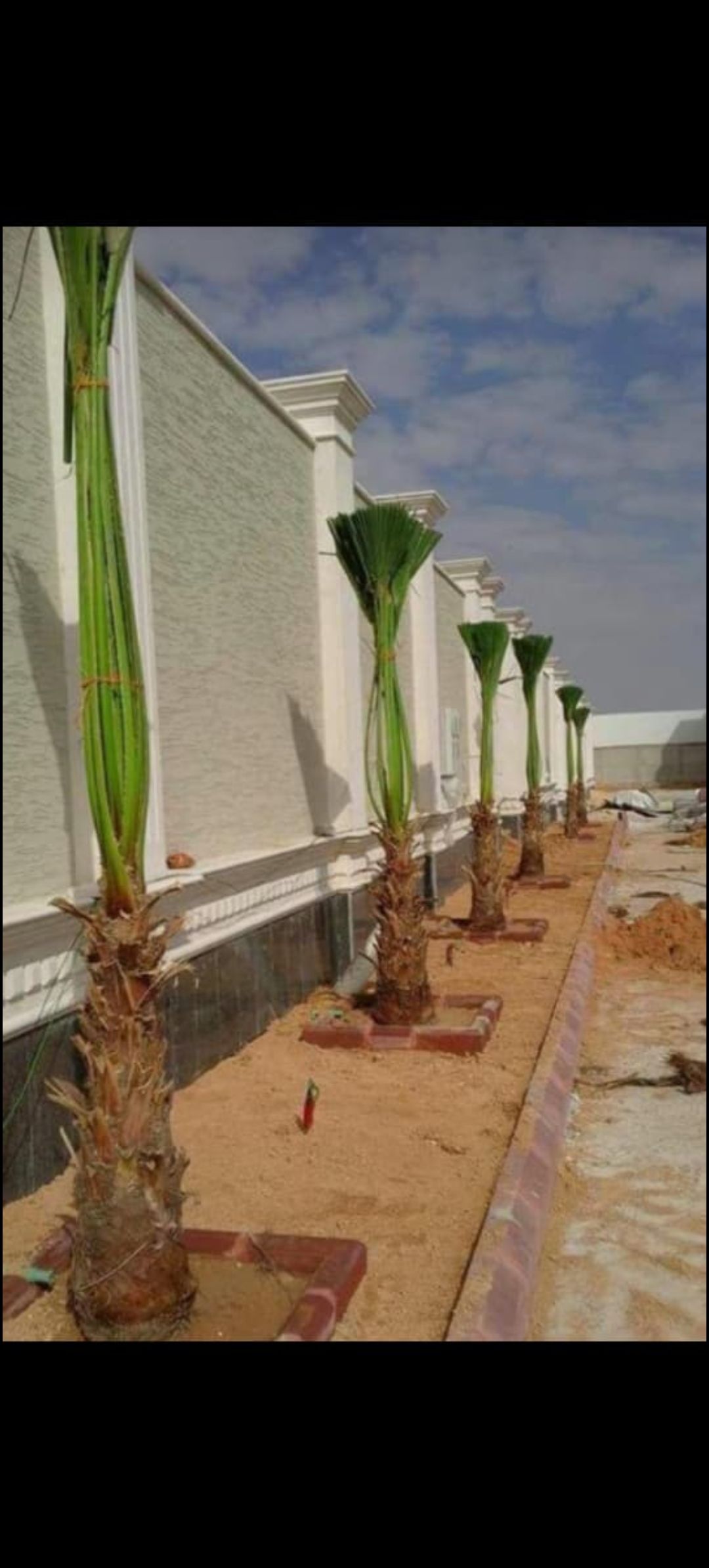 نخل وشنطني وعربي بجميع المقاسات وثيل طبيعي لتواصل