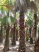 الرياض