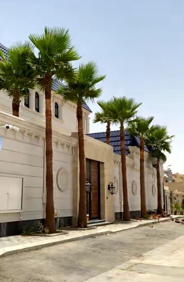 نخل واشنطني زينه