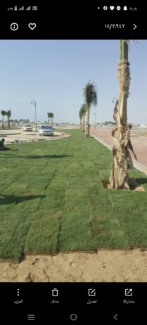نخل وشنطني وعربي بجميع المقاسات وثيل طبيعي لتواصل