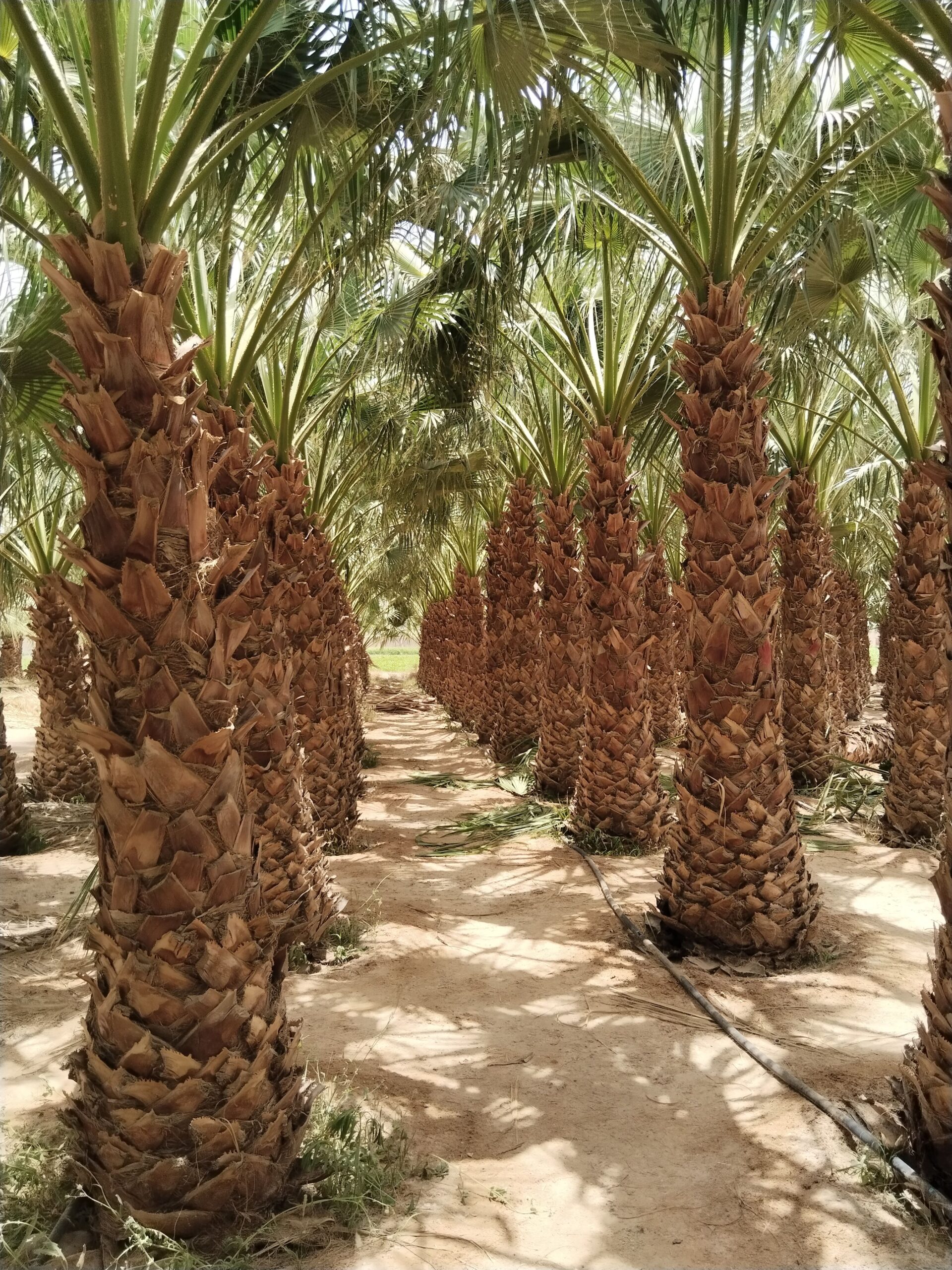 نحن نقوم بدوريد وزرعه الخل واشنطني زينه ونخل عربي