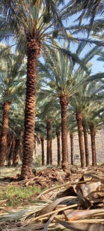 الرياص