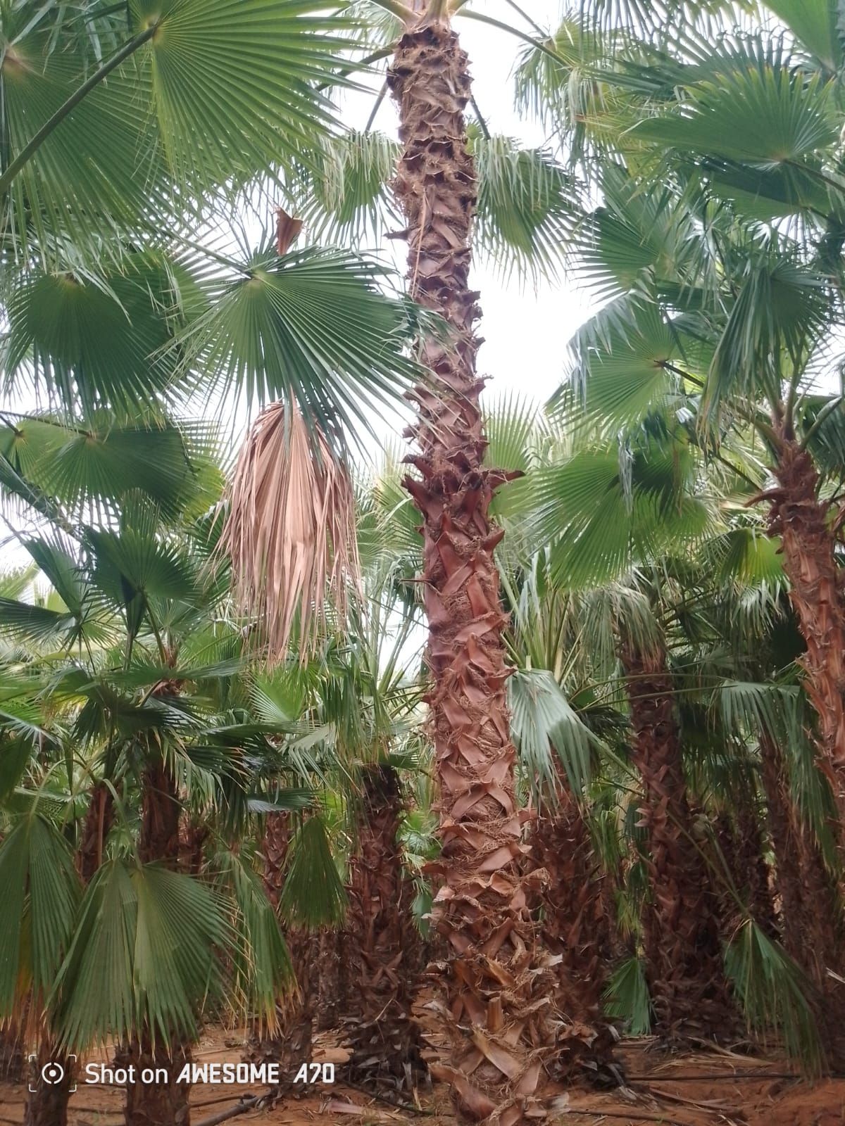 توريد نخيل بجميع أنواعه