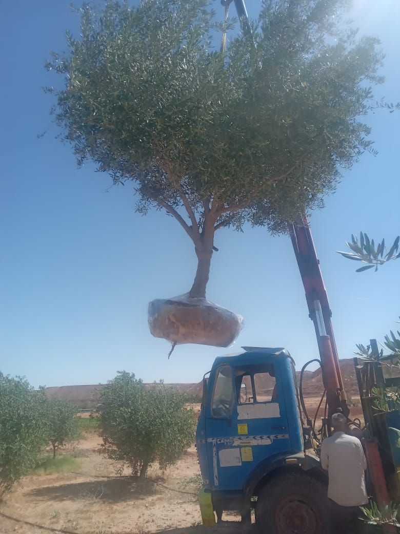 مقاول شبوك ونخيل واشجار زيتون