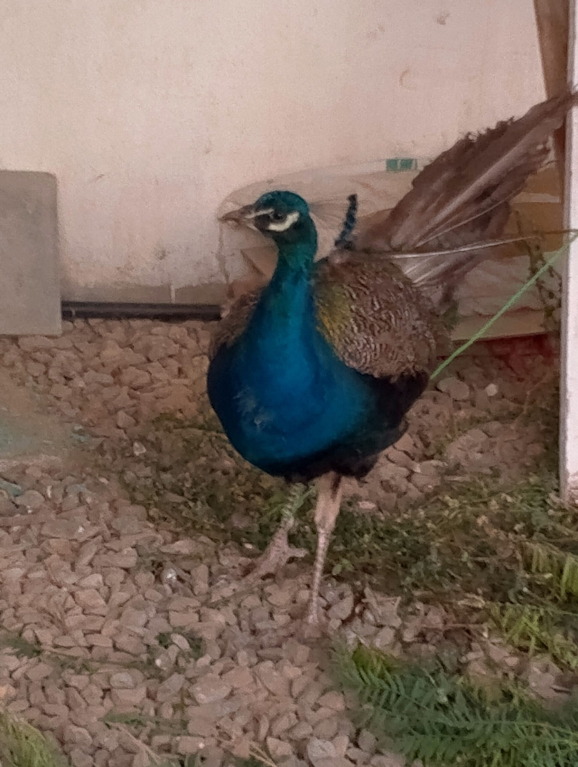 الباحه الرهواه