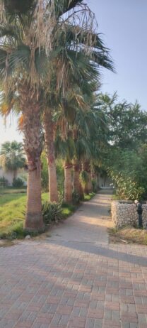 الرياص