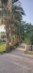 الرياص