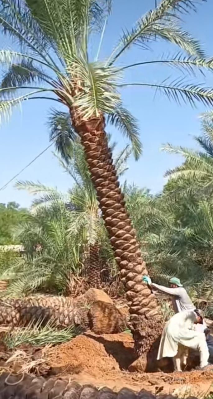 توريد نخيل بجميع أنواعه