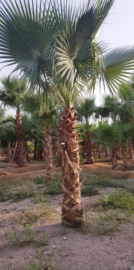 نخل واشنطني زينه