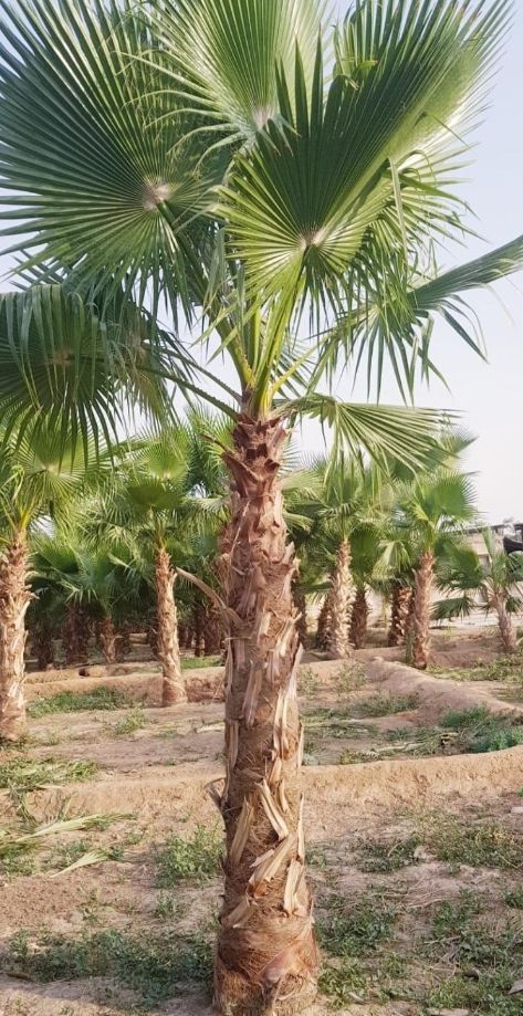 نخل واشنطني زينه