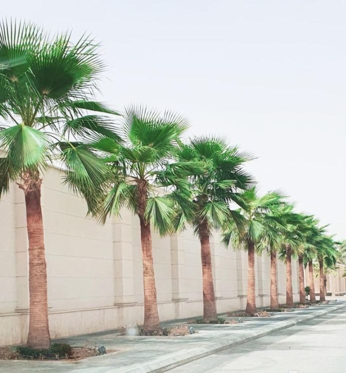 نخل واشنطني زينه