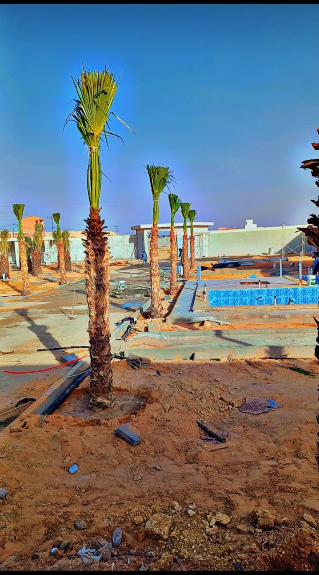 نحن نقوم بدوريد وزرعه الخل واشنطني زينه ونخل عربي