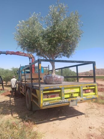 مقاول شبوك ونخيل واشجار زيتون