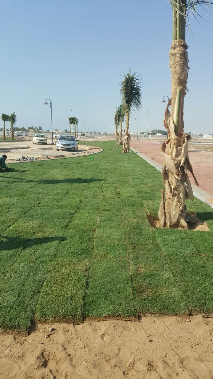 نحن نقوم بدوريد وزرعه الخل واشنطني زينه ونخل عربي