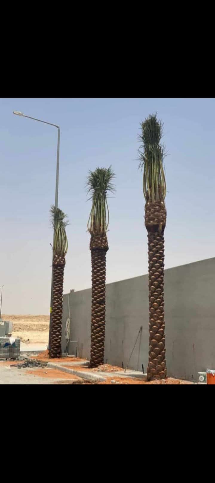 نخل وشنطني وعربي بجميع المقاسات وثيل طبيعي لتواصل