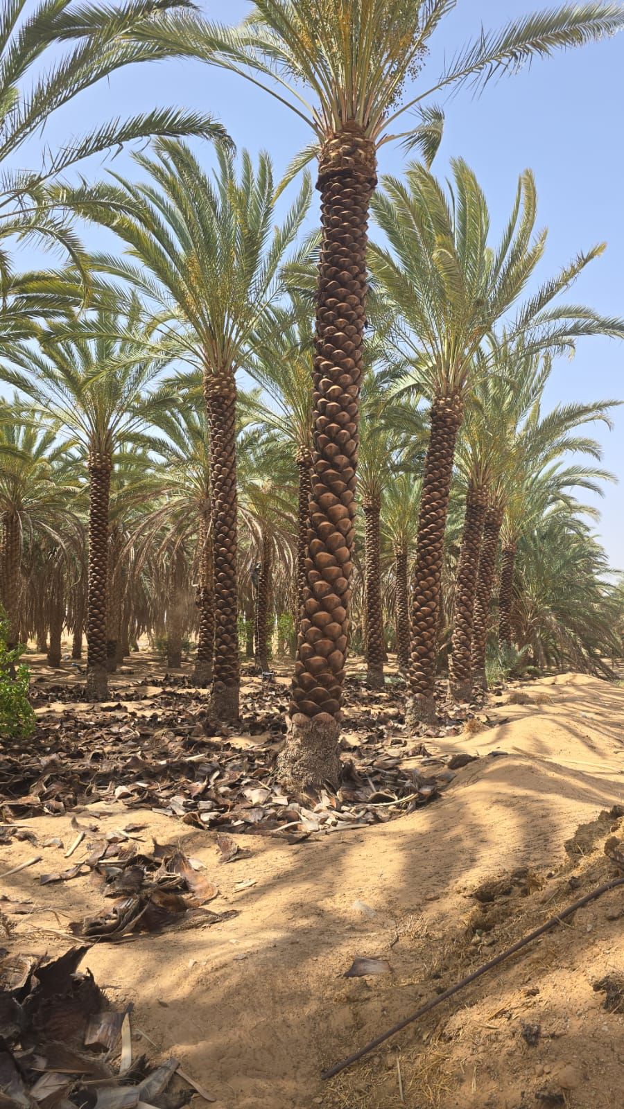 نحن نقوم بدوريد وزرعه الخل واشنطني زينه ونخل عربي