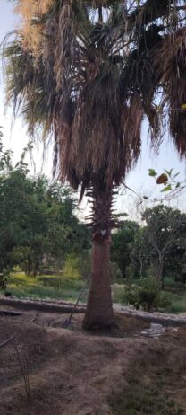 الرياص