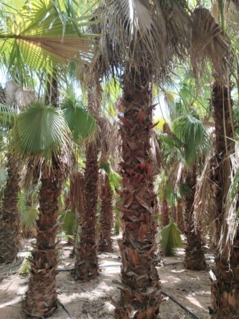 الرياض