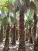 الرياض