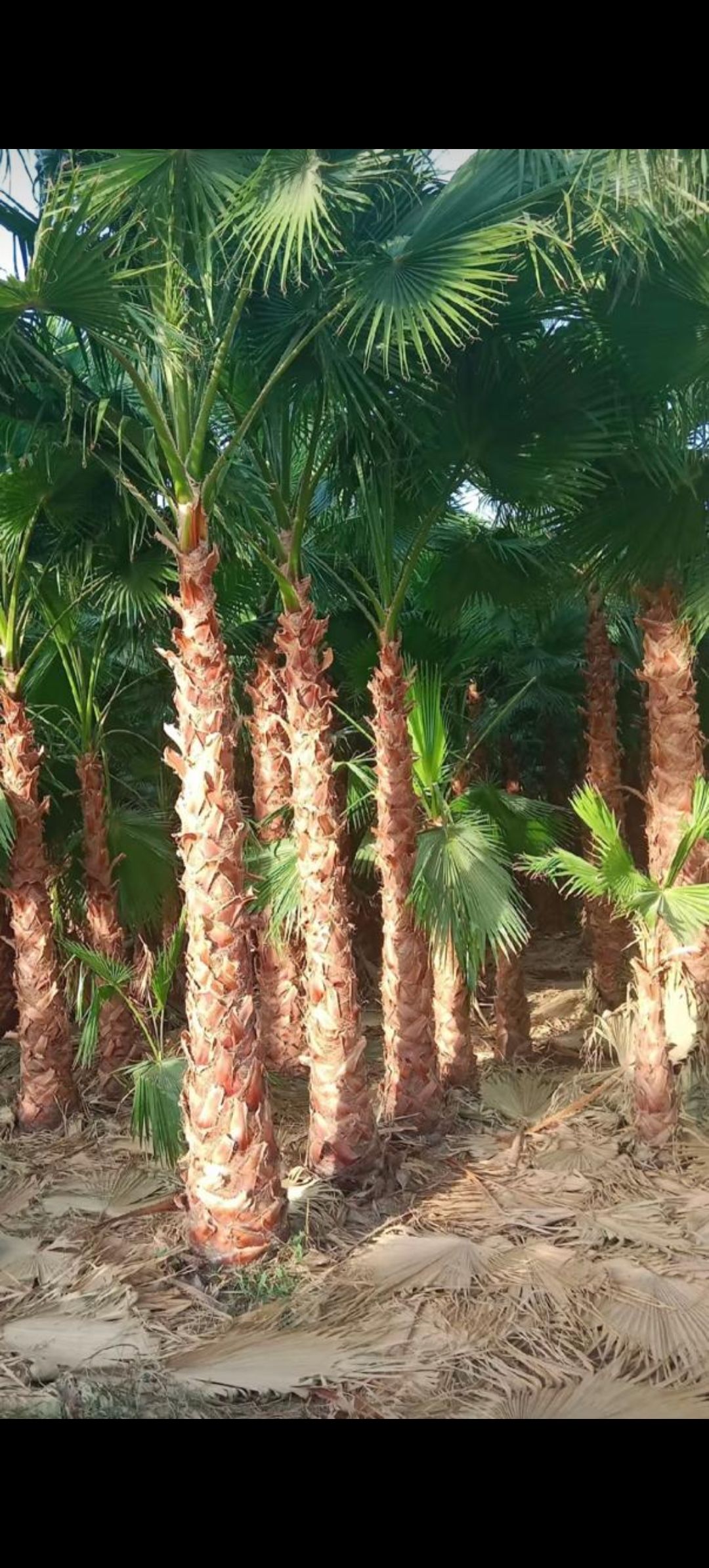 نخل وشنطني وعربي بجميع المقاسات وثيل طبيعي لتواصل