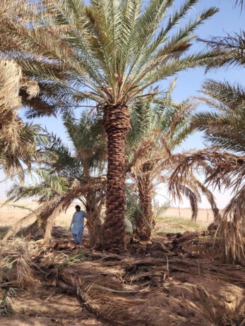 الرياض