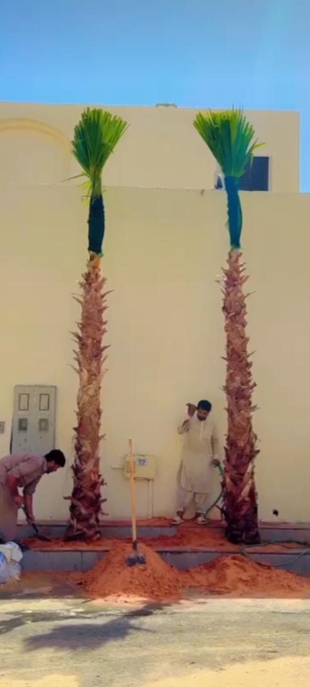 نخل وشنطني وعربي بجميع المقاسات وثيل طبيعي لتواصل