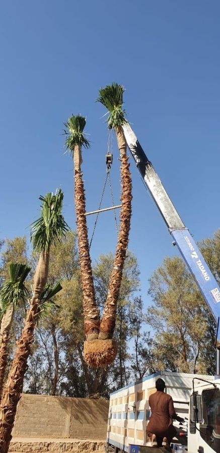 نخل واشنطني زينه