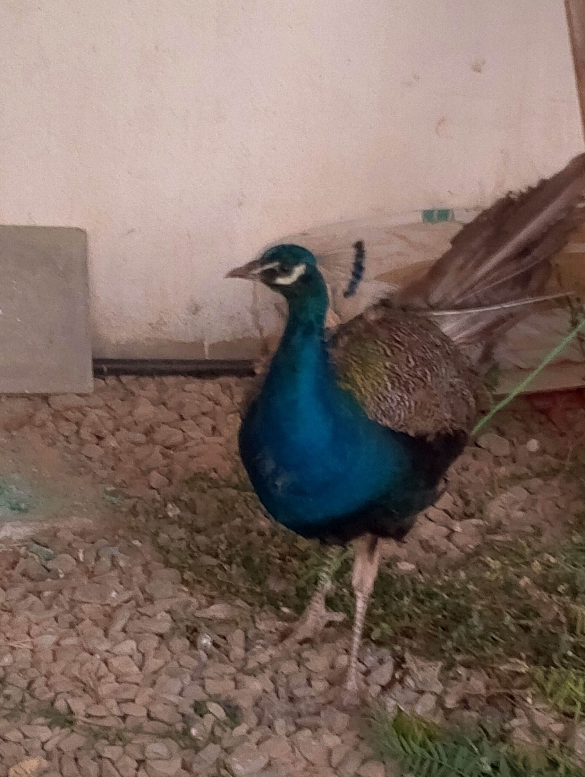 الباحه الرهواه