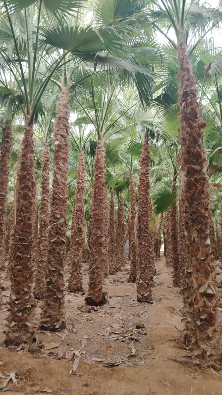 شارع خالد ابن الوليد الروضة حي الاندلس