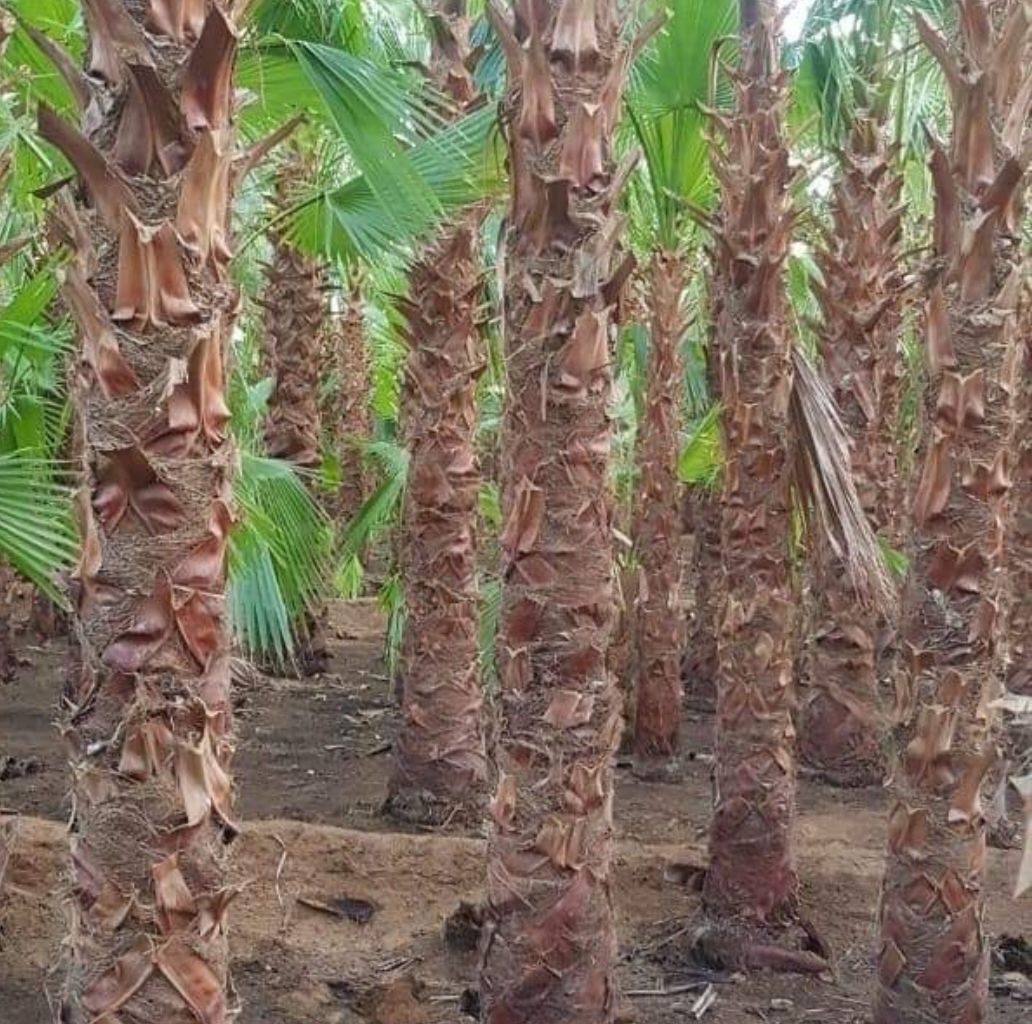 نحن نقوم بدوريد وزرعه الخل واشنطني زينه ونخل عربي