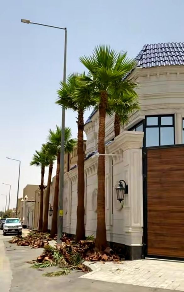 نخل واشنطني زينه