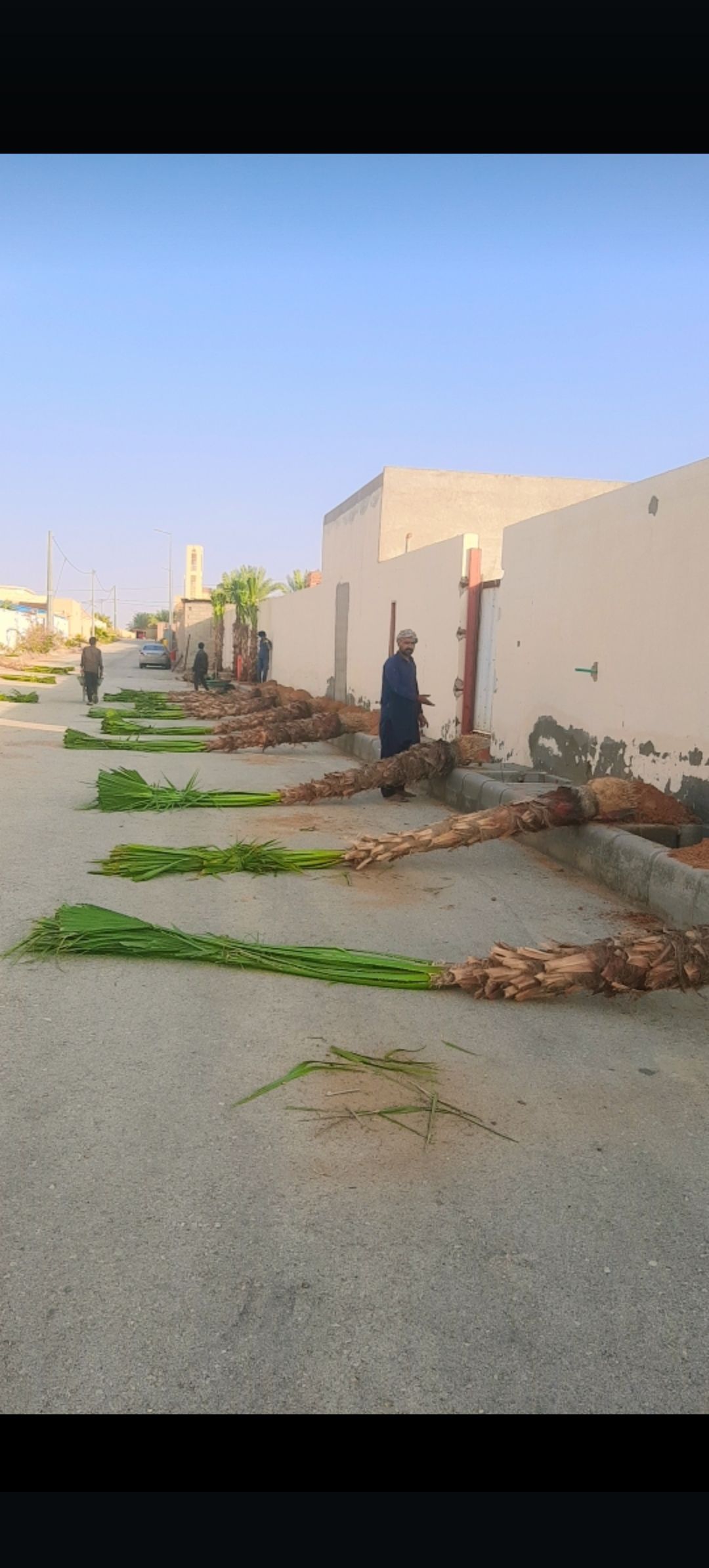 نخل وشنطني وعربي بجميع المقاسات وثيل طبيعي لتواصل