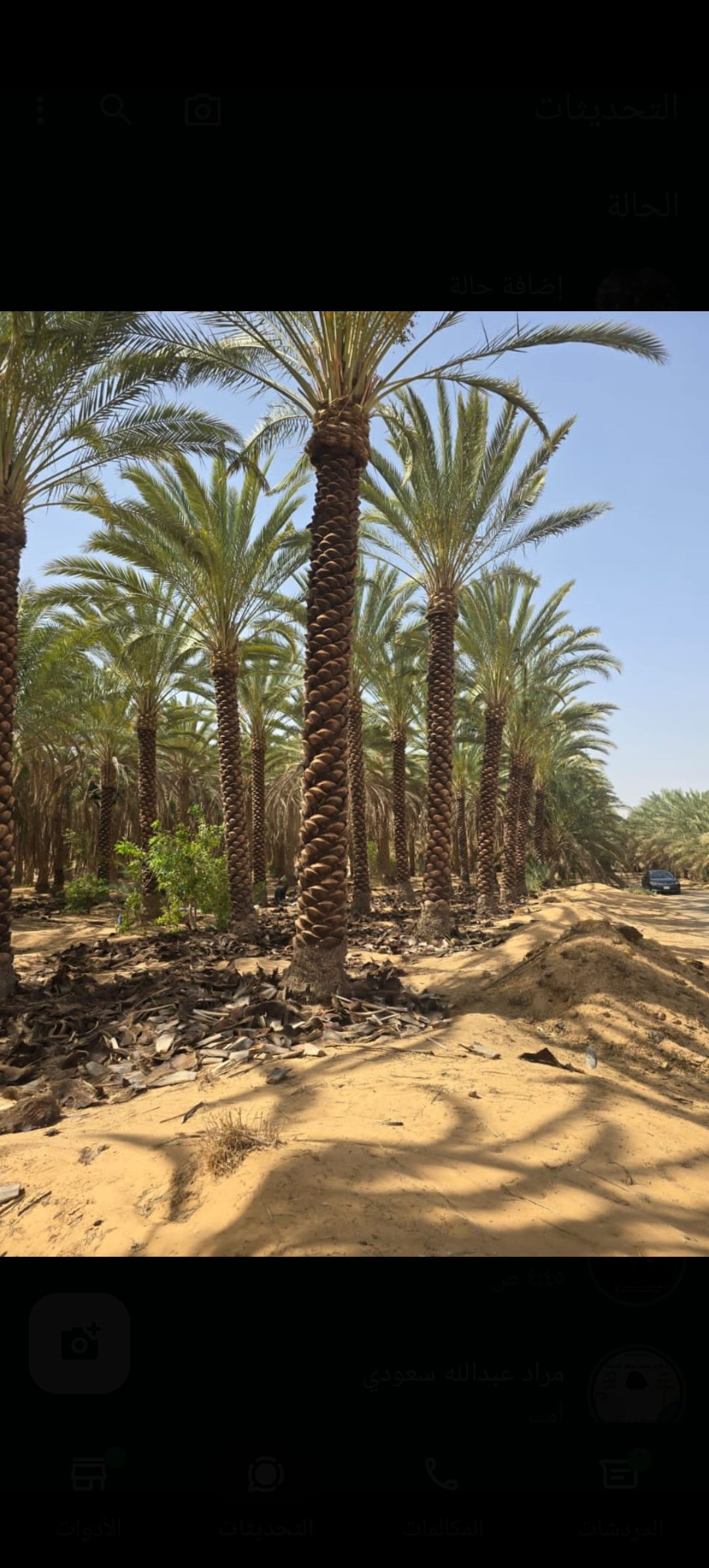 نخل وشنطني وعربي بجميع المقاسات وثيل طبيعي لتواصل