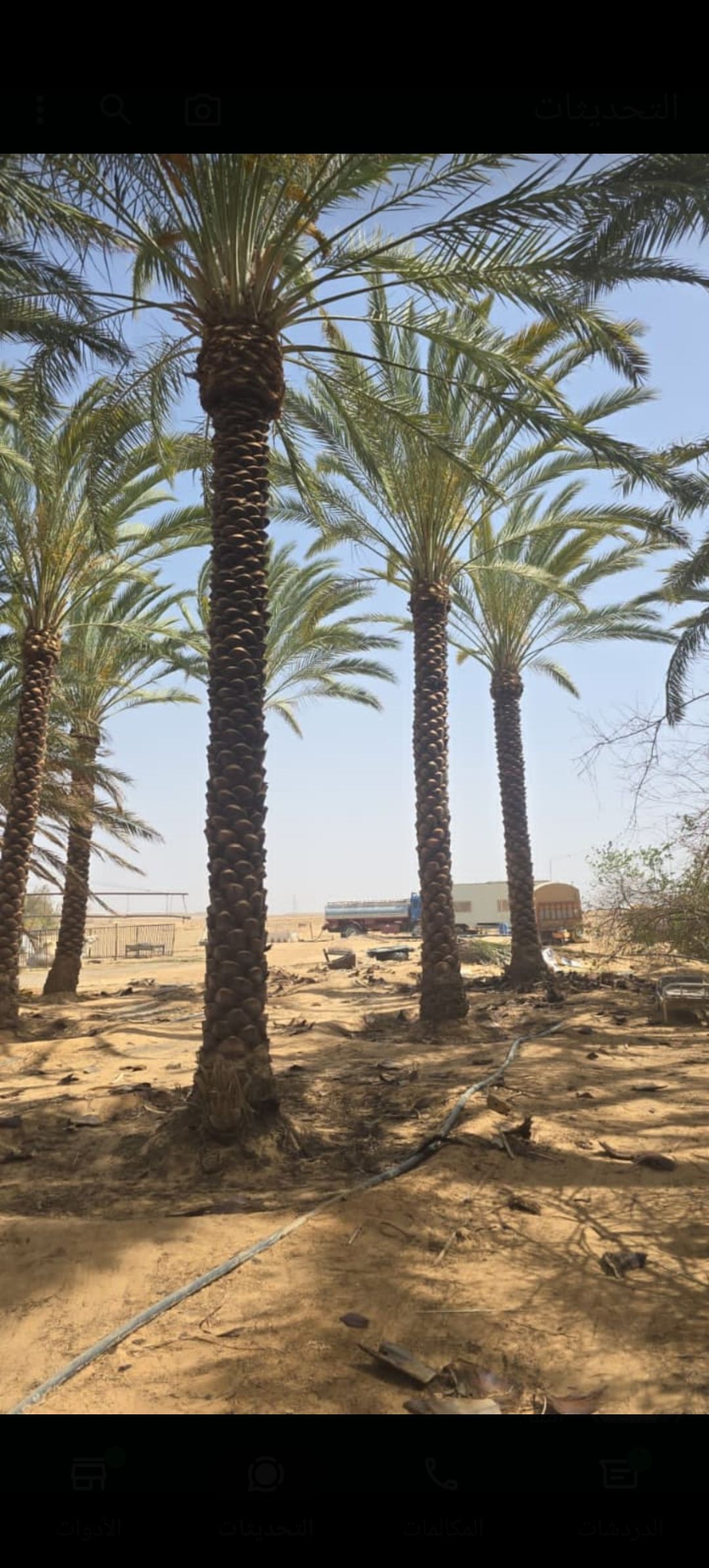 نحن نقوم بدوريد وزرعه الخل واشنطني زينه ونخل عربي