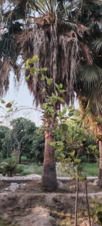 الرياص