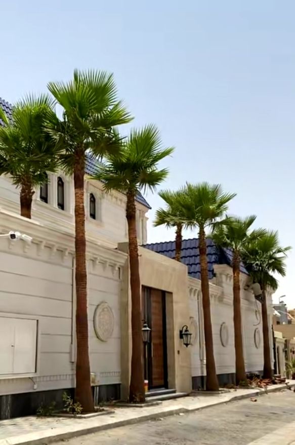 نخل واشنطني زينه