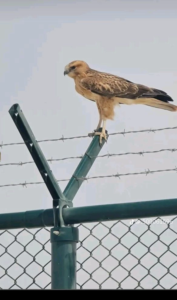 مقاول شبوك ومضلات