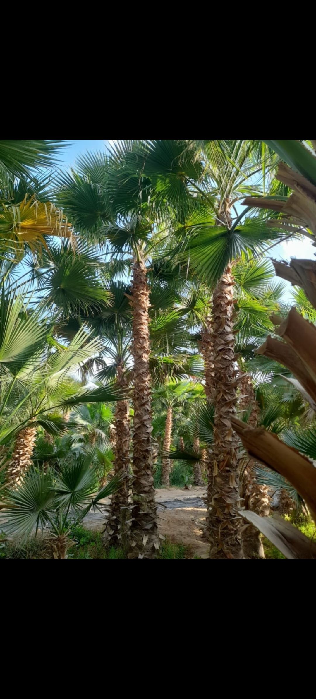 نحن نقوم بدوريد وزرعه الخل واشنطني زينه ونخل عربي