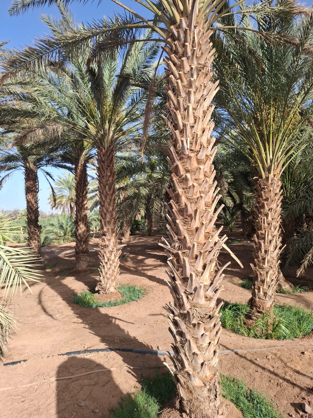 توريد نخيل بجميع أنواعه