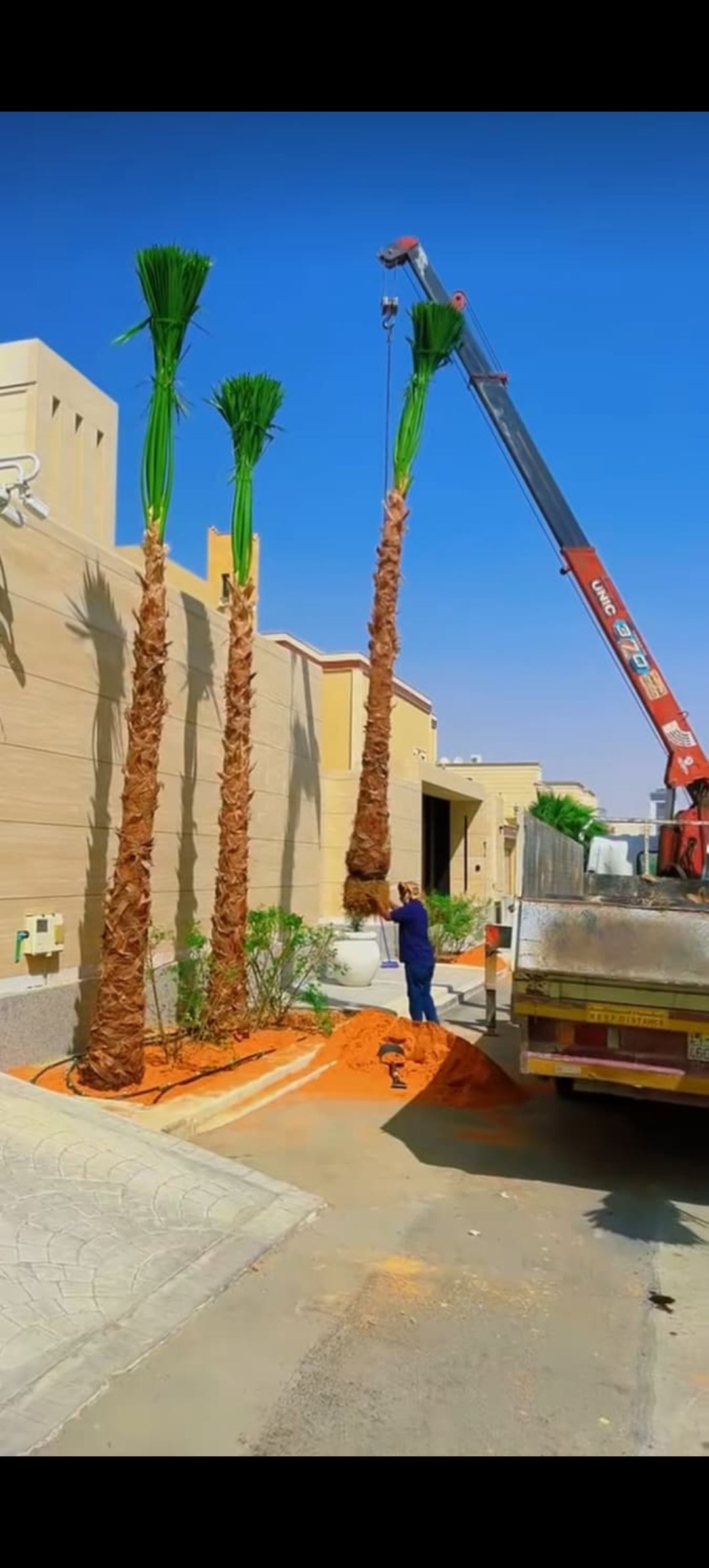 نخل وشنطني وعربي بجميع المقاسات وثيل طبيعي لتواصل