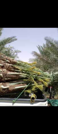 ابو علي توريد جميع انواع انخيل المثمرة وزينه توصيل
