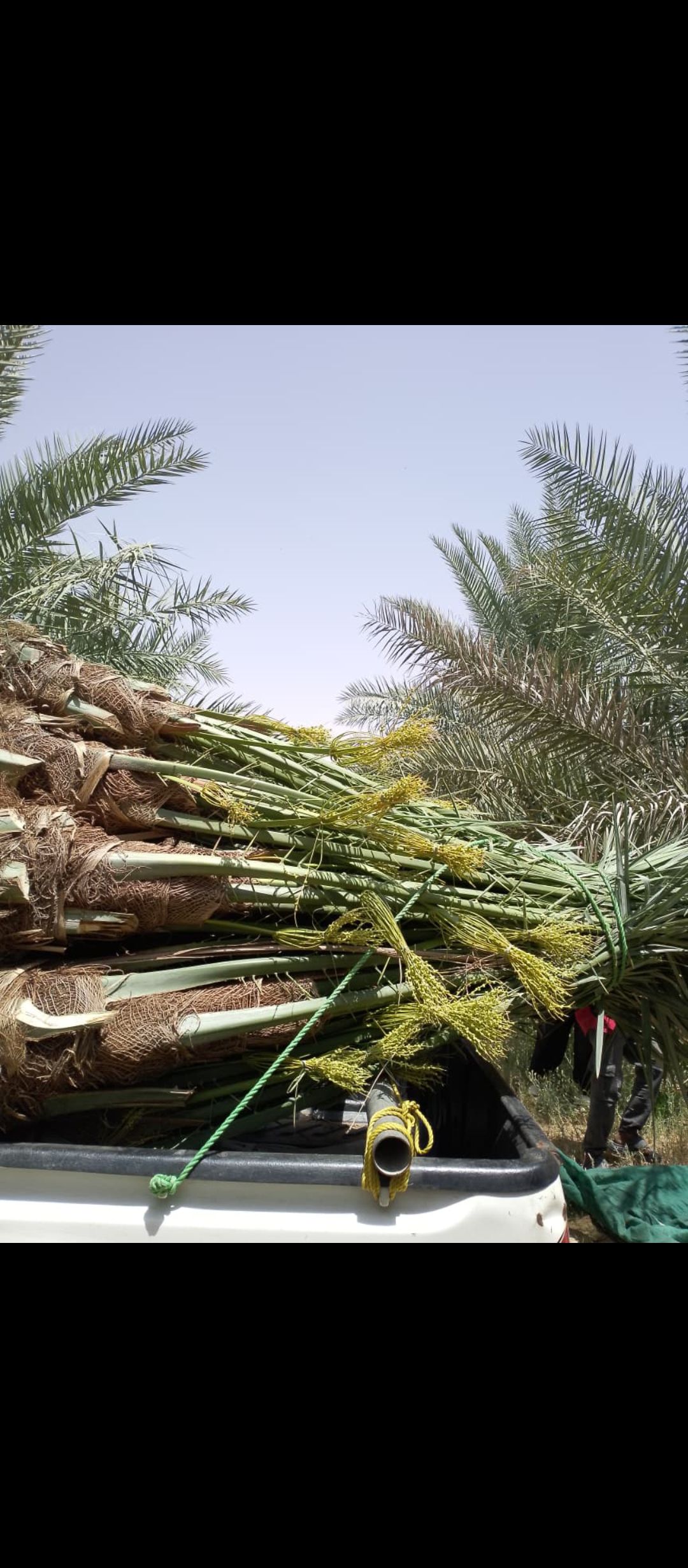 ابو علي توريد جميع انواع انخيل المثمرة وزينه توصيل