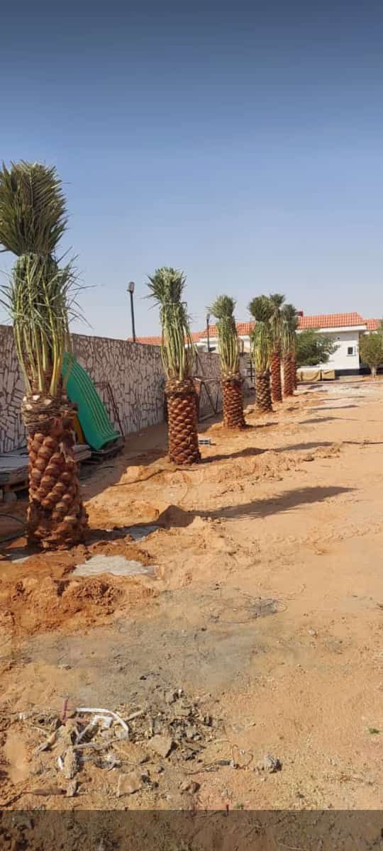 ابو علي توريد جميع انواع انخيل المثمرة وزينه توصيل