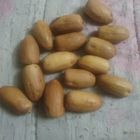 الجربة