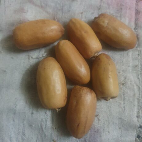 الجربة