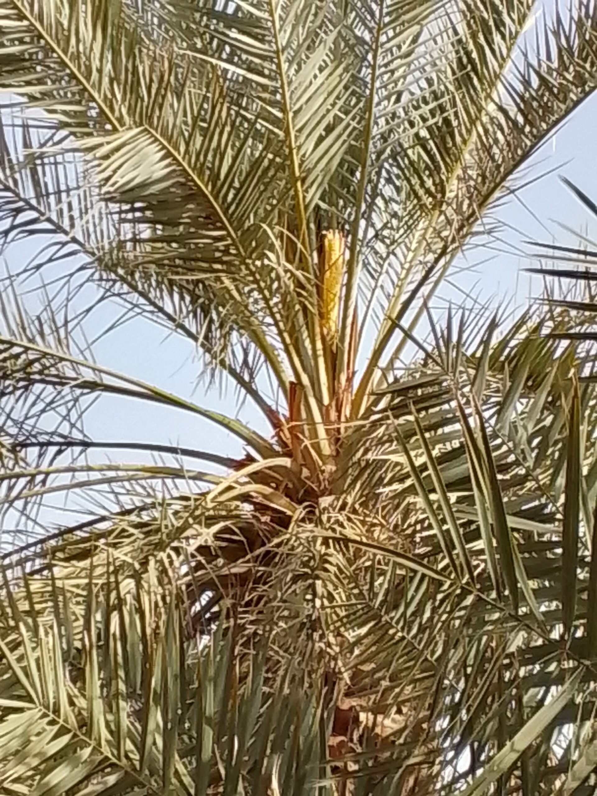 عامل يبحث عن عمل في نخل