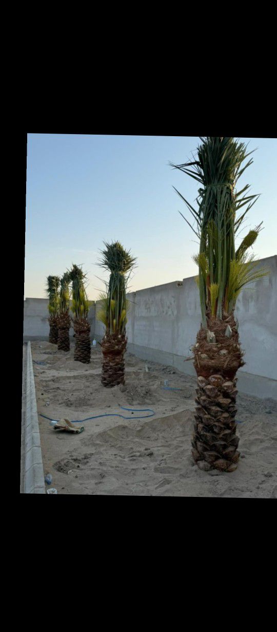 ابو علي توريد جميع انواع انخيل المثمرة وزينه توصيل