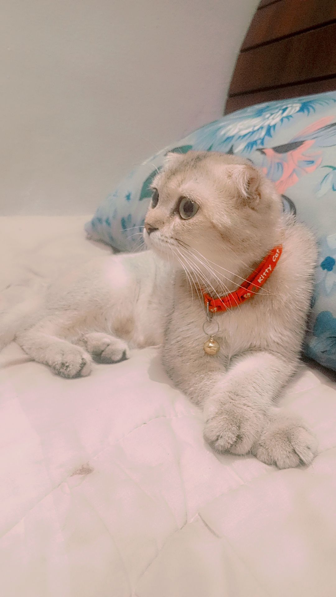 جده شارع فلسطين