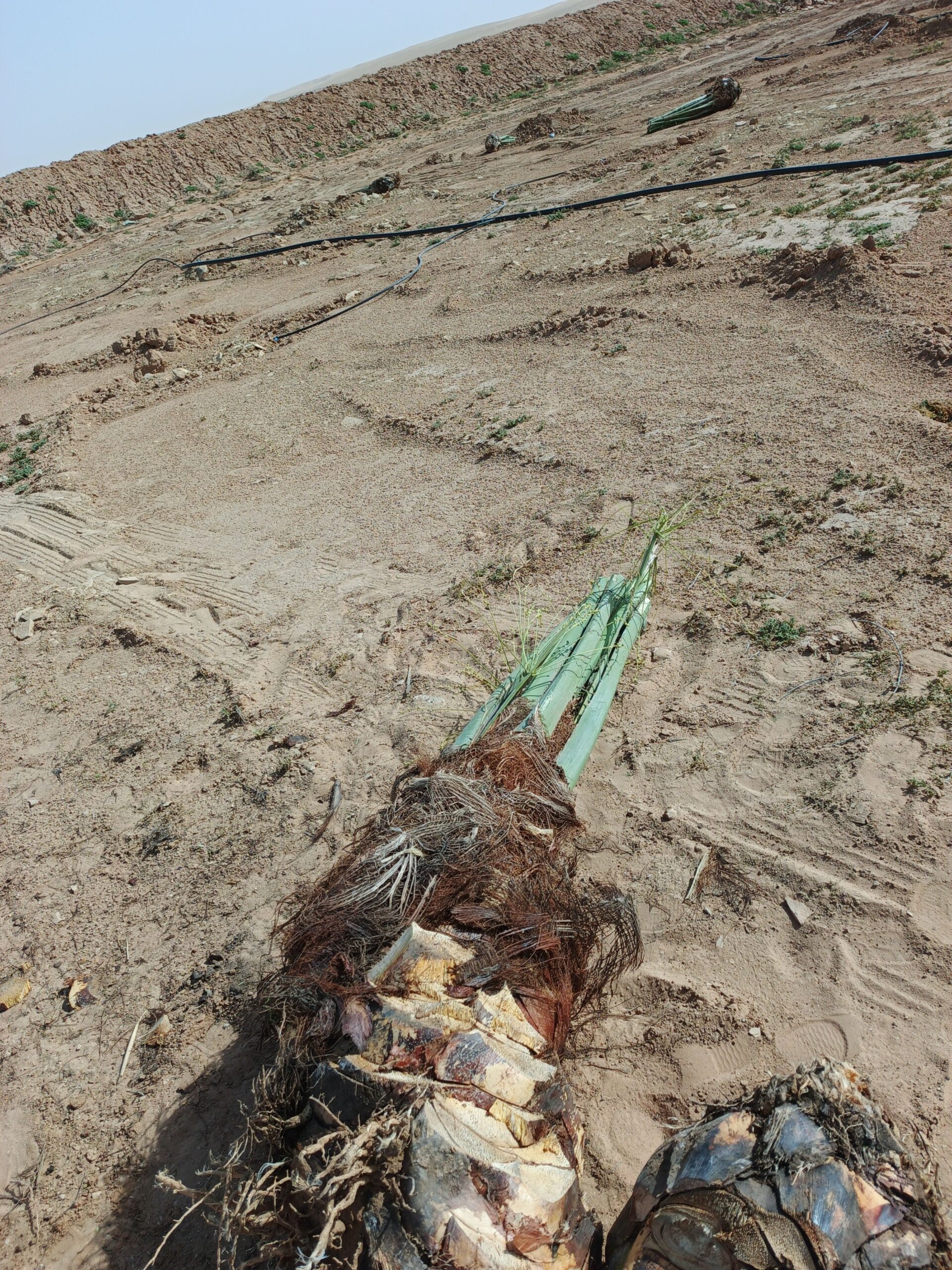 ابو علي توريد جميع انواع انخيل المثمرة وزينه توصيل