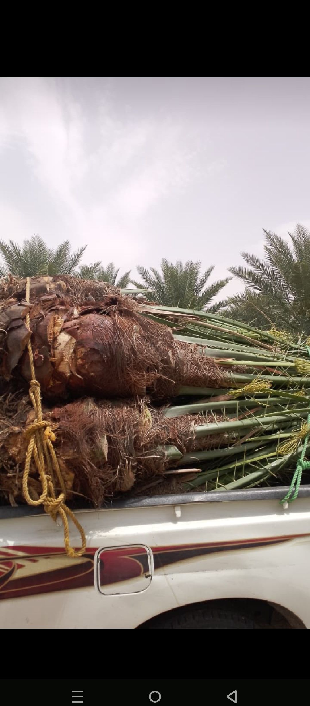 ابو علي توريد جميع انواع انخيل المثمرة وزينه توصيل